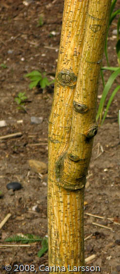 Acer pensylvanicum 'Erythrocladum'